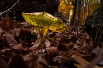 Naklejka premium Yellow mushtoom surrounded by brown leaves in the Palatinate forest of Germany.