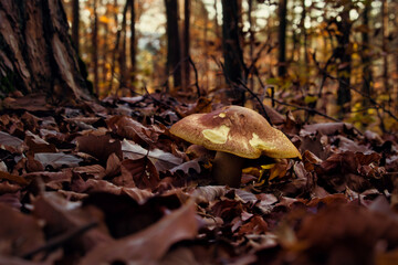 Brown and yellow mushroom surrounded by brown leaves, brown trees with yellow leaves in the background in the Palatiante forest of Germany.