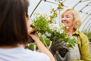 A gardener as a saleswoman presents a geranium