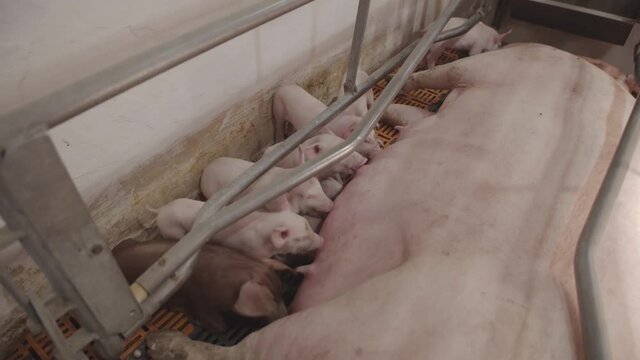 Young pigs on a farm. Group of pigs on the farm. pigs on a farm in the farm eat food