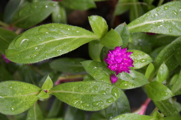 Purple Globe Amaranths have raindrops on their leaves in the rainy season.