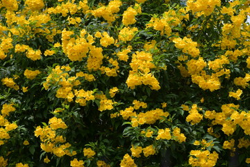 Yellow Trumpet flowers are blooming on the tree.