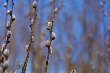 Twigs with Pussy willow buds in front of blue sky. Shallow depth of field selective focus photo with blurred background and free copy space for text