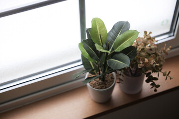 窓際の観葉植物