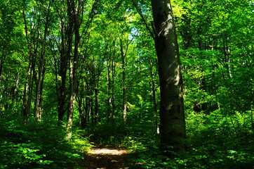 Fototapeta na wymiar sunrays in the spring in a beech forest