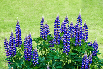 Lupine flowers in the garden area.