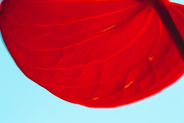 Abstract floral background. Anthurium flower close-up. Red flower macro.