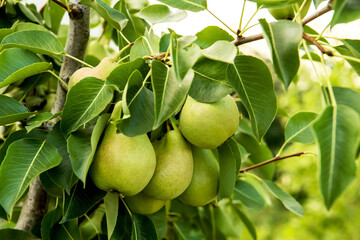 Ripe pears on a branch in the garden.