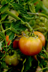 Ripe tomatoes on the branches. natural product grown in the household.