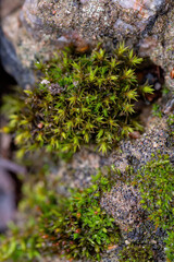 Green moss growing among the stones. A macro shot of the moss. Natural background. Shallow depth of field.