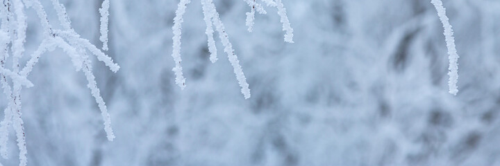 Snow and rime ice on the branches of bushes. Beautiful winter background with trees covered with hoarfrost. Plants in the park are covered with hoar frost. Cold snowy weather. Cool frosting texture.