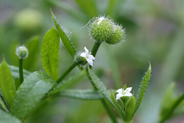 False Cleavers, also known as Stickywilly, wild plant from Finland
