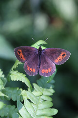 Arran Brown, a ringlet butterfly from Finland