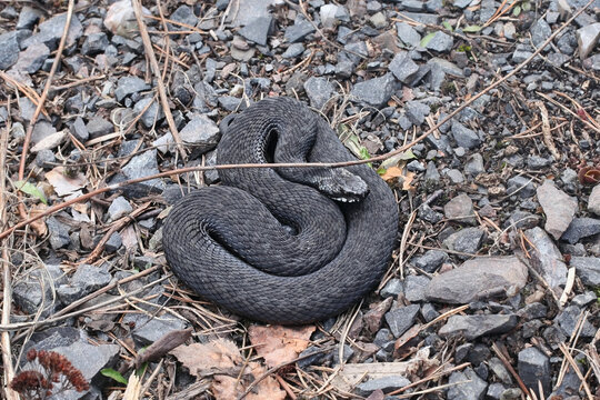 Black form common European adder, also known as common viper