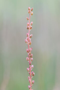 Seaside arrowgrass, also known as sea arrowgrass or shore arrow-grass, wild plant from Finland