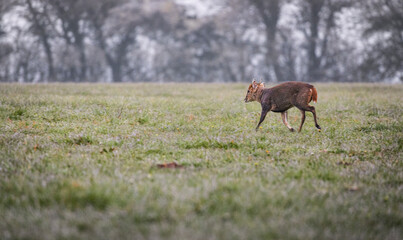 Muntjac deer running across field 