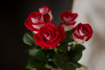 Bouquet of red roses on a dark background.