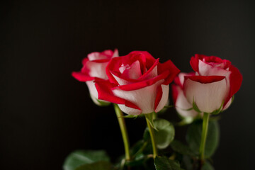 Bouquet of red roses on a dark background.