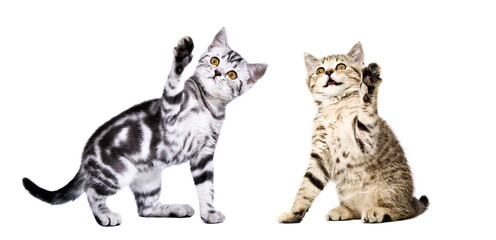 Two cute playful  kittens Scottish Straight sitting together with raised paws isolated on white background