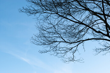 Fototapeta na wymiar Silhouette of bare tree against blue sky in winter.