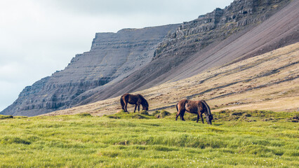 Islandpferde in freier Natur.