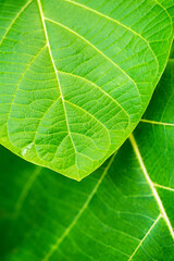 Bright green leaves background. Fresh natural tropical plant texture macro. Nature pattern. Selective focus. Summer season wallpaper. Vertical photo.