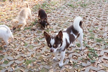 Cute of white and brown chihuahua dog