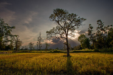 Fototapeta premium landscape of field