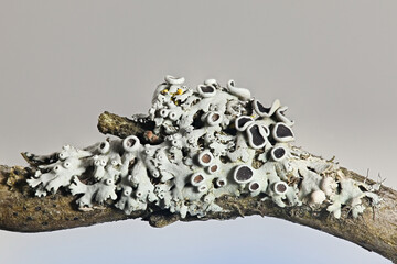 Star rosette lichen, grey foliose rosette lichen from Finland