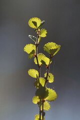 New leaves of dwarf birch