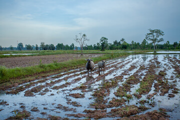 asian buffalos in field