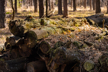 Fototapeta na wymiar pile of wooden logs in the forest