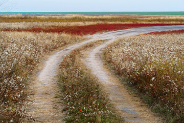 wild landscape with ground road , late autumn, dirt road through a plain with dry grass and wild flowers