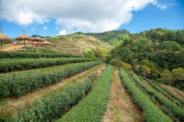 Fototapeta na wymiar tea plantation in the valley