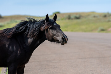 Wild horses in Theodore Roosevelt NP, North Dakota