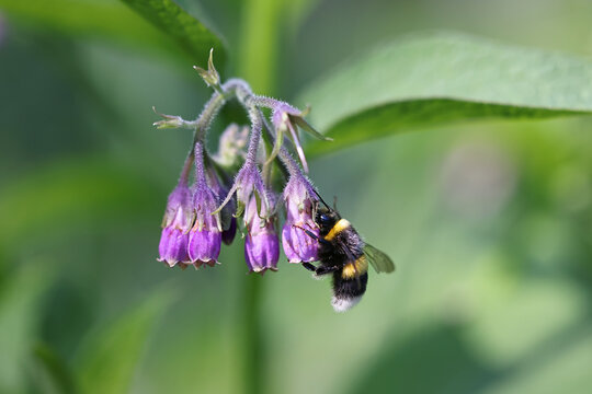 Common comfrey or Common comphrey, wild medicinal plant from Finland
