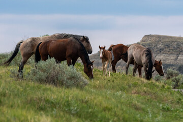 Naklejka na ściany i meble Wild horses in Theodore Roosevelt NP, North Dakota