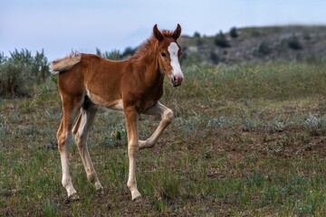 Wild horses in Theodore Roosevelt NP, North Dakota