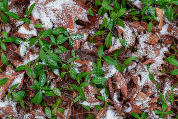 fallen leaves and green plants after the snowfall