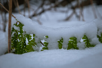 still green ferns under the snow