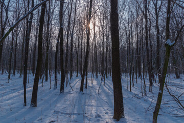 clear sunny weather in the winter woods