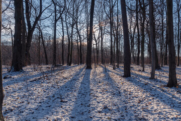 sunrise in the winter forest