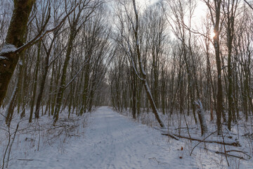 a snow-covered road in a winter forest