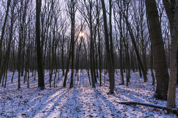 the sun sets behind the winter forest