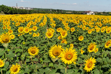 Sunflower against blu sky natural background. Sunflower is blooming. Close-up of agricultural field with yellow sunflower.