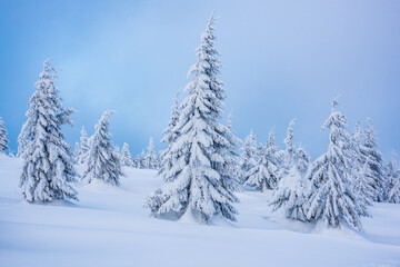 Spruce tree forest covered by snow in winter landscape.