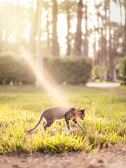 Gato en la naturaleza dándole un rayo de sol al atardecer