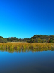 冬の朝の枯れた蒲のある千駄堀池風景　21世紀の森と広場