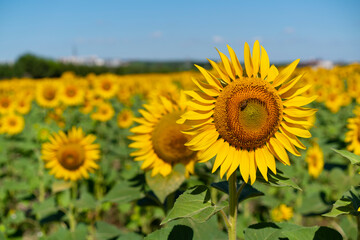 Fototapeta premium Sunflower against blu sky natural background. Sunflower is blooming. Close-up of agricultural field with yellow sunflower.