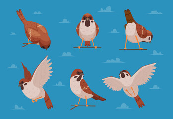 Sparrows. Cartoon funny birds in various poses chirp characters nature animals exact vector cartoon illustrations of sparrows
